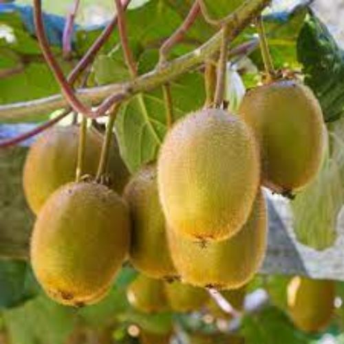 Kiwi Fruit Plant Manufacturer & Supplier in India